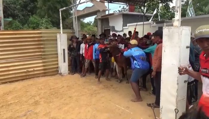 48 Pasangan Sapi Ikuti Seleksi Menuju Piala Presiden di Sumenep