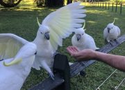 Warga Pulau Masakambing Siap Sukseskan Lomba Fotografi Kakatua Abbotti