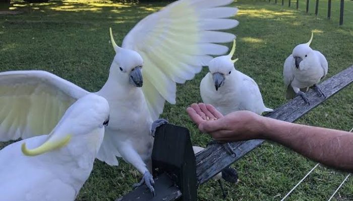 Warga Pulau Masakambing Siap Sukseskan Lomba Fotografi Kakatua Abbotti