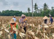 Dukung Ketahanan Pangan, Polres Sumenep Dampingi Panen Jagung di Desa Ellak Daya