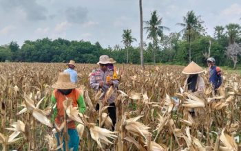 Dukung Ketahanan Pangan, Polres Sumenep Dampingi Panen Jagung di Desa Ellak Daya