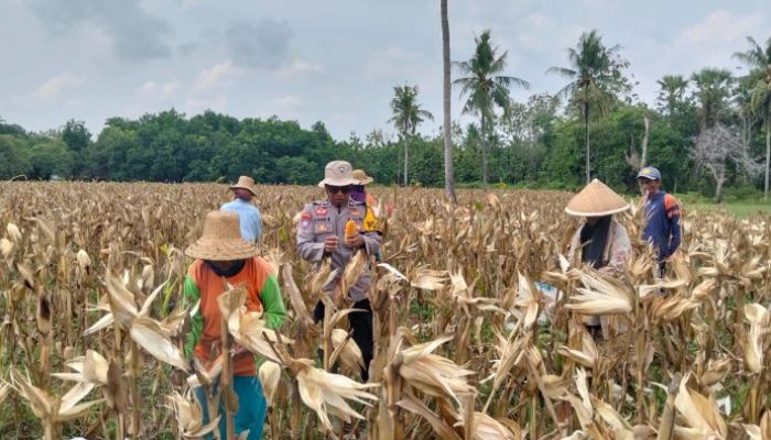 Dukung Ketahanan Pangan, Polres Sumenep Dampingi Panen Jagung di Desa Ellak Daya