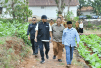 Bupati Fauzi didampingi Kepala DKPP Sumenep Chainur Rasyid memantau lahan tembakau. (Diluartv Photo)