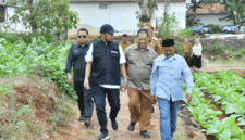 Bupati Fauzi didampingi Kepala DKPP Sumenep Chainur Rasyid memantau lahan tembakau. (Diluartv Photo)