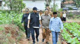 Bupati Fauzi didampingi Kepala DKPP Sumenep Chainur Rasyid memantau lahan tembakau. (Diluartv Photo)