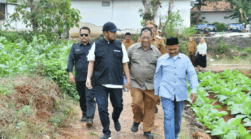 Bupati Fauzi didampingi Kepala DKPP Sumenep Chainur Rasyid memantau lahan tembakau. (Diluartv Photo)