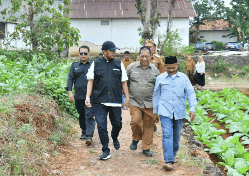 Bupati Fauzi didampingi Kepala DKPP Sumenep Chainur Rasyid memantau lahan tembakau. (Diluartv Photo)